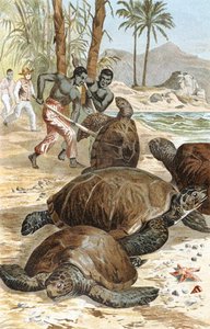 Green Turtle, plate from "Brehms Tierleben: Allgemeine Kunde des Tierreichs", vol.7, p.596, published by Bibliographisches Institut