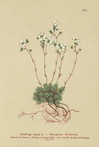 Grey Saxifrage