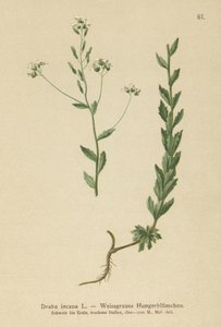 Grey Whitlow-grass