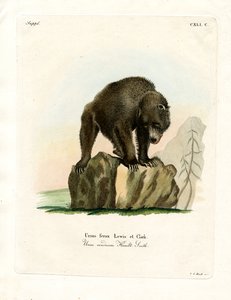 Grizzly Bear