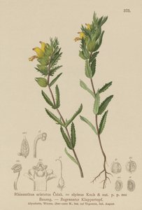 Hairy Yellow Rattle