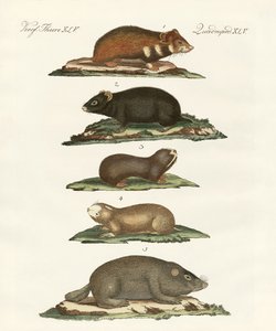 Hamsters and Field Voles by German School