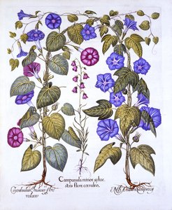 Harebell and Convovulus, from Hortus Eystettensis