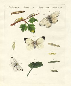 Harmful butterflies by German School