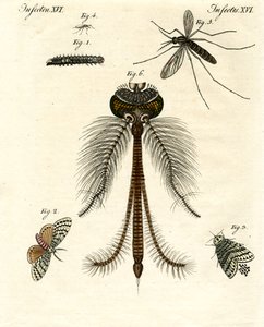 Harmful Insects by German School