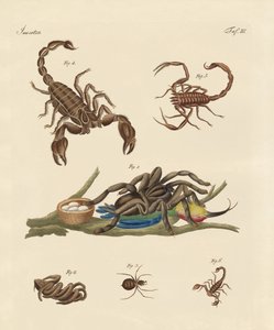 Harmful insects from hot countries by German School