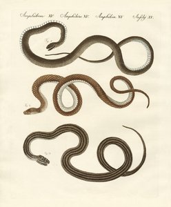 Harmless snake by German School