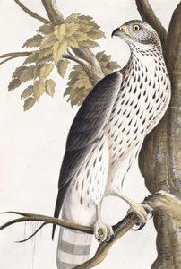 Hawk, 1750-1800
