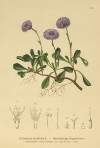 Heart-leaved Globe Daisy by German School