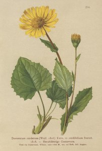 Heart-leaved Leopards Bane by German School