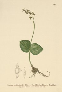 Heart-leaved Twayblade