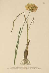 Heath Garlic