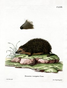 Hedgehog