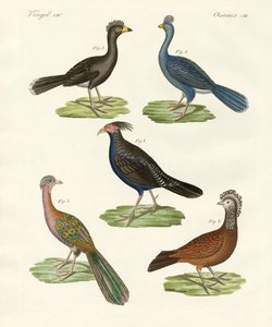 Hen-like Birds of Hot Countries by German School