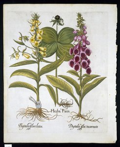 Herb Paris (Solanum quadrifolium), Common Foxglove (Digitalis Purpurea) Large Yellow Foxglove from Hortus Eystettensis by Basil Besler, pub. 1613 by German School