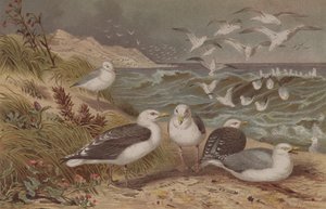 Herring Gull and Great Black-Backed Gull, plate from Brehms Tierleben by German School