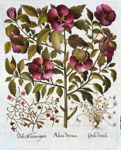 Hibiscus syriacus, Stinking Camomile, from Hortus Eystettensis