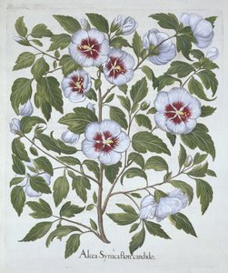 Hibiscus Syriacus, from Hortus Eystettensis