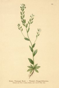 Hoary Whitlow-grass by German School