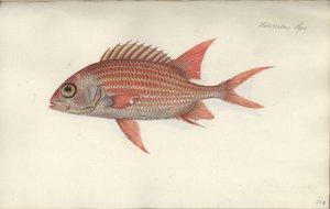 Holocentrus Ascensionis, before 1790 by German School