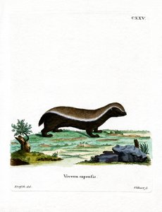 Honey Badger by German School