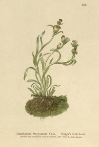 Hoppes Cudweed by German School