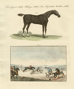 Horse Races in England by German School