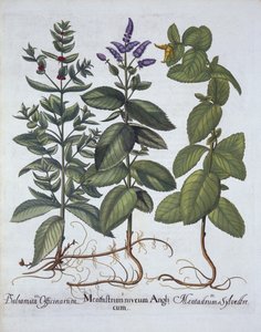Horsemint and Spearmint, from Hortus Eystettensis