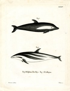 Hourglass Dolphin by German School