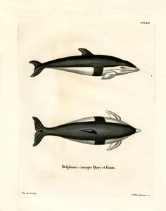 Hourglass Dolphin by German School