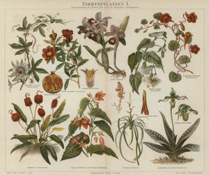 Houseplants by German School