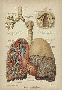 Human Respiratory Organs by German School