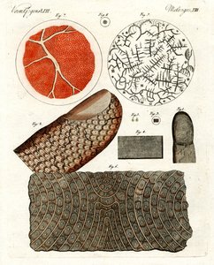 Human Skin and Blood by German School