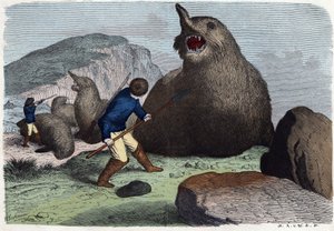 Hunters Fighting Sea Elephants. In 