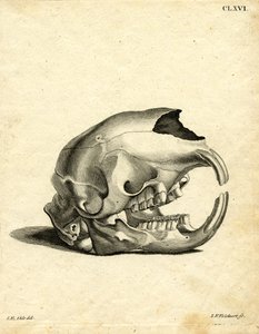 Hyrax Skull by German School