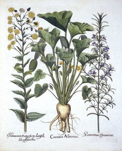 Squirting Cucumber, Narrowleaf Hawkweed, Rosemary, from Hortus Eystettensis by German School