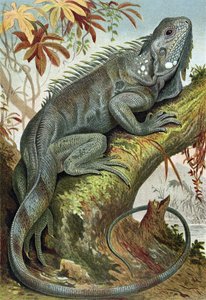 Iguana, plate from Brehms Tierleben