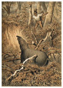 Illustration, Indian Hunting Tapir in Amazon Forest. In De Bootslieden der Amazon-River, Karl Muller, Netherlands by German School