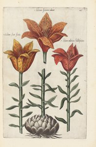 Illustration from "Florilegium ... tractans de variis floribus et aliis indicis plantis as vivum delineatum in duabus partis et quatuor linguis concinnatum" by Emanuel Sweert, 1612-14