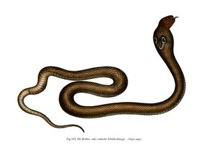 Indian Cobra