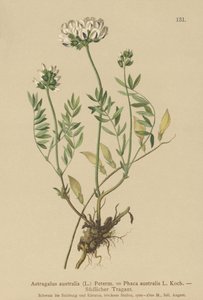 Indian Milkvetch