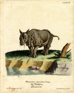 Indian Rhinoceros