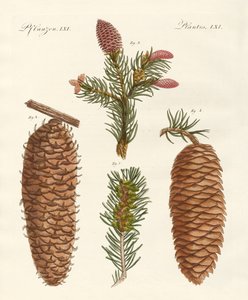 Indigenous Coniferous Woods by German School