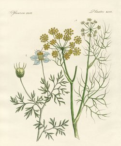 Indigenous Spice Plants