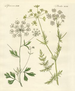 Indigenous Spice Plants