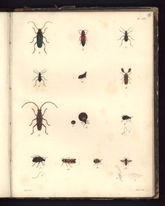 Insecta, Pl. XVI, Illustration from Recueil d