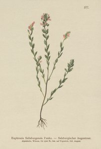 Irish Eyebright by German School