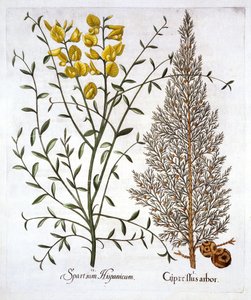 Italian Cypress and Spanish Broom, from Hortus Eystettensis