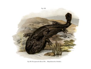 Japanese Giant Salamander