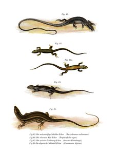Japanese Grass Lizard by German School